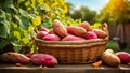Sweet potato harvest outside the garden nutrition agriculture sun healthy rustic Royalty Free Stock Photo