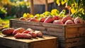 Sweet potato harvest outside the garden nutrition agriculture sun Royalty Free Stock Photo