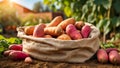 Sweet potato harvest outside the garden nutrition agriculture sun whole organic Royalty Free Stock Photo