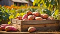 Sweet potato harvest outside in the garden