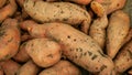 Sweet potato harvest pile Ipomoea batatas close-up tuberous tubers roots field soil spade bio farm harvesting plant