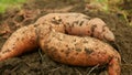 Sweet potato harvest pile Ipomoea batatas close-up tuberous tubers roots field soil spade bio farm harvesting plant