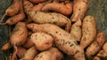 Sweet potato harvest pile Ipomoea batatas close-up tuberous tubers roots field soil spade bio farm harvesting plant