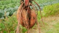 Sweet potato harvest Ipomoea batatas close-up tuberous tubers roots field bio farm plant harvesting plantation Royalty Free Stock Photo