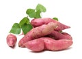 The sweet potato Ipomoea batatas or batat Royalty Free Stock Photo