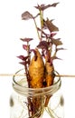 Sweet potato - Ipomoea batatas Royalty Free Stock Photo