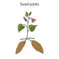 Sweet Potato ipomoea batatas