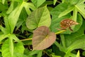 Sweet potato, Ipomoea batatas leaves, called Ubi Jalar in Indonesia Royalty Free Stock Photo