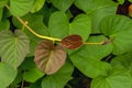 Sweet potato, Ipomoea batatas leaves, called Ubi Jalar in Indonesia, grown for its tuberous roots in tropical and subtropical