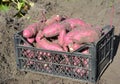 The sweet potato or kumara Ipomoea batatas harvest. Royalty Free Stock Photo