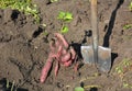 The sweet potato or kumara Ipomoea batatas harvest. The sweet potato harvesting with shovel. Royalty Free Stock Photo