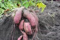 The sweet potato, kumara, yam Ipomoea batatas harvest. Sweet Potato Ornamental