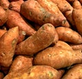 Sweet Potato, large variety, Fall harvest, Thanksgiving