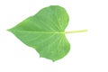 Sweet potato leaf