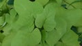 Sweet potato leaf Ipomoea batatas heart shape lush green with veins radiating from its midrib. Royalty Free Stock Photo