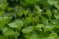 Slips of sweet potato growing in nursery tray. Royalty Free Stock Photo