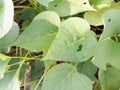 Sweet potato leaves are on the edge of the sidewalk Royalty Free Stock Photo