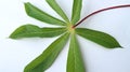 sweet potato leaves, a type of tuber plant that can be eaten with tubers and the leaves can be used as food preparations Royalty Free Stock Photo