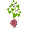 Sweet potato plant with flowers and tubers on white background.