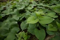 Sweet potato plant grow in nursery tray Royalty Free Stock Photo