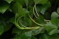 Sweet potato plant and slips grow in garden