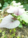 Sweet potato plant in sri lanka