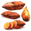 Sweet potato root, batata, whole with slices, organic food, vegetable, isolated, close-up, hand drawn watercolor Royalty Free Stock Photo