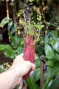 Sweet Potato Root Royalty Free Stock Photo