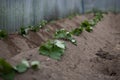Row of seedling sweet potato in greenhouse Royalty Free Stock Photo
