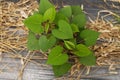 Sweet potato seedlings grow on soil at organic farm