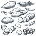 Yam harvest, hand drawn agriculture and farm isolated design elements. Sweet potato sketch vector illustration