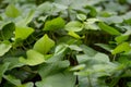 Grow sweet potato on summer as vegetable garden Royalty Free Stock Photo