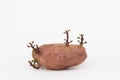 An isolated photo of a sweet potato sprouting its leaves. Royalty Free Stock Photo