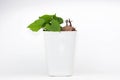 An photo of a sweet potato in a pot sprouting its leaves. Royalty Free Stock Photo