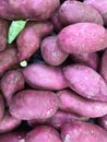 Sweet potato or sweetpotato Ipomoea batatas