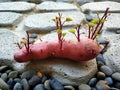 sweet potato tree stone natural