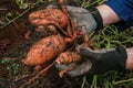 Sweet potato tubers in the ground in hands. Vegetable tubers in the ground.Healthy farm organic vegetables.Digging sweet