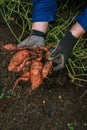 Sweet potato tubers in the ground in male hands. Vegetable tubers in the ground.Healthy farm organic vegetables.Digging