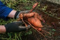 Sweet potato tubers in the ground in male hands. Vegetable tubers in the ground.Healthy farm organic vegetables.Digging