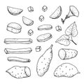Sweet Potato tubers. Whole potatoes and cut into slices, strips and halves. Hand drawn vector sketch