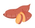 Sweet potato vector.Sweet potato illustration Royalty Free Stock Photo