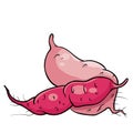 sweet potato vegetable in pink color, isolated object on white background, vector illustration Royalty Free Stock Photo