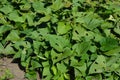 Sweet Potato Vine: Grow and Care for Ipomoea Batatas. Growing sweet potato, ipomoea batatas plant in vegetable garden Royalty Free Stock Photo