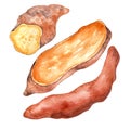 Sweet potatoes batata sliced watercolor illustration isolated