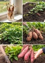 Sweet potatoes garden Royalty Free Stock Photo
