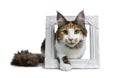 Sweet pretty tortie young adult Maine Coon girl cat stepping with one paw through white picture frame isolated on white background