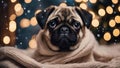 A sweet pug puppy with big, innocent eyes, snuggled up in a soft, knitted blanket Royalty Free Stock Photo