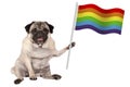 Sweet pug puppy dog holding up colorful LGBT rainbow banner flag