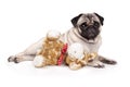 Sweet pug puppy dog lying down like a model, with stuffed animal giraffe,