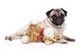 Sweet pug puppy dog lying down like a model, with stuffed animal giraffe, Royalty Free Stock Photo